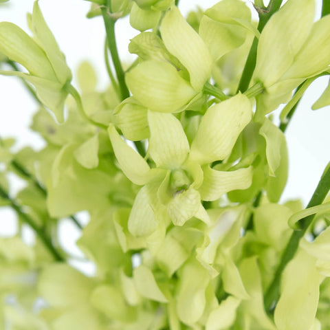 Green Geisha Orchid Flower Close Up - Image