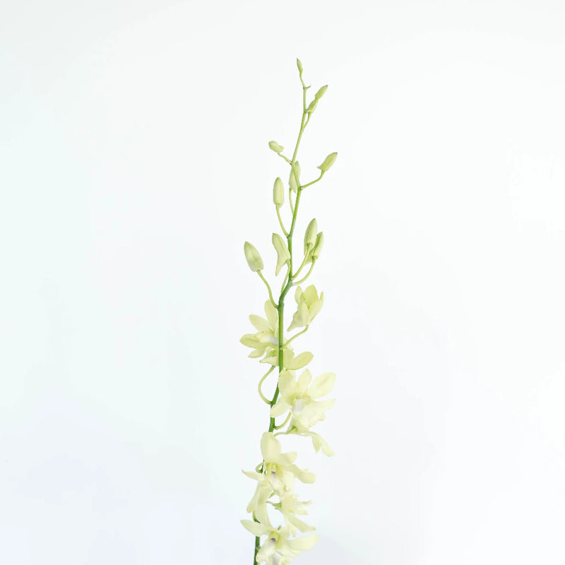 Green Geisha Orchid Flower Stem - Image