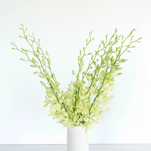 Green Geisha Orchid Flower Vase - Image