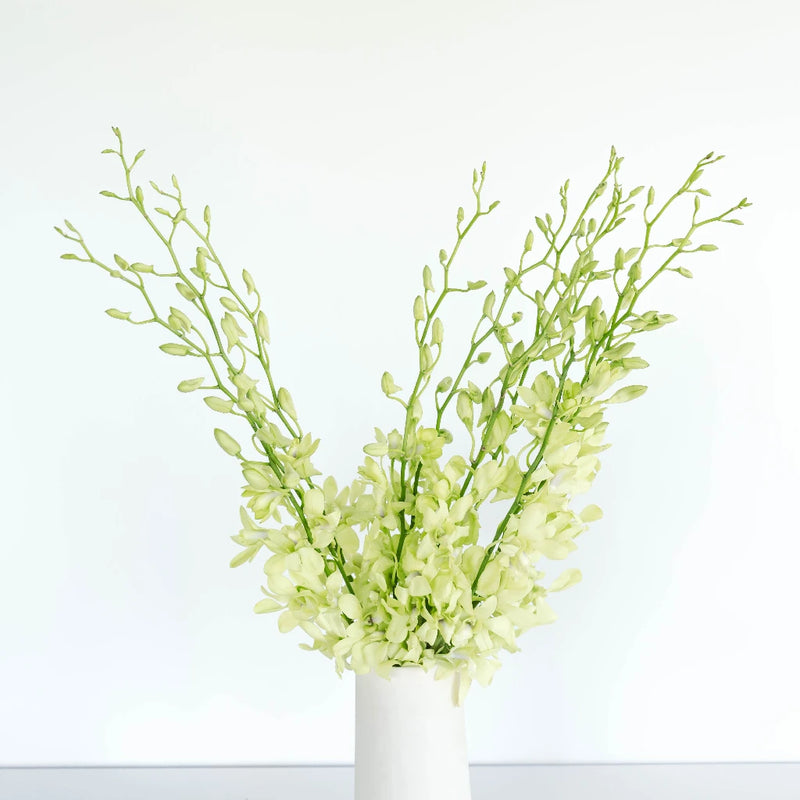 Green Geisha Orchid Flower Vase - Image