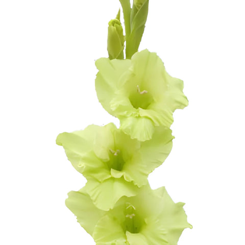 Lime Green Gladiolus Flowers