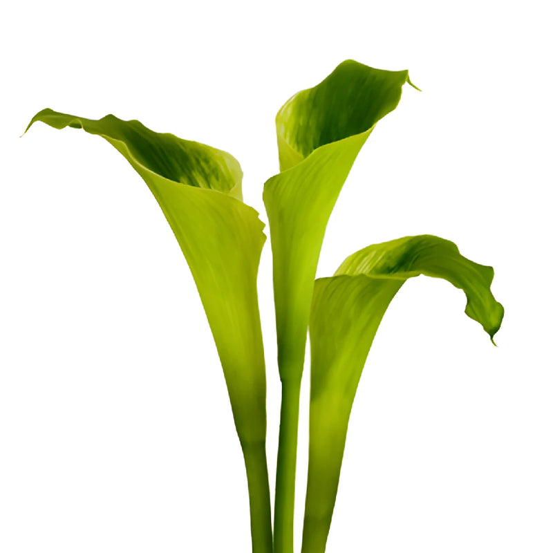 Green Goddess Standard Calla Lily Flower