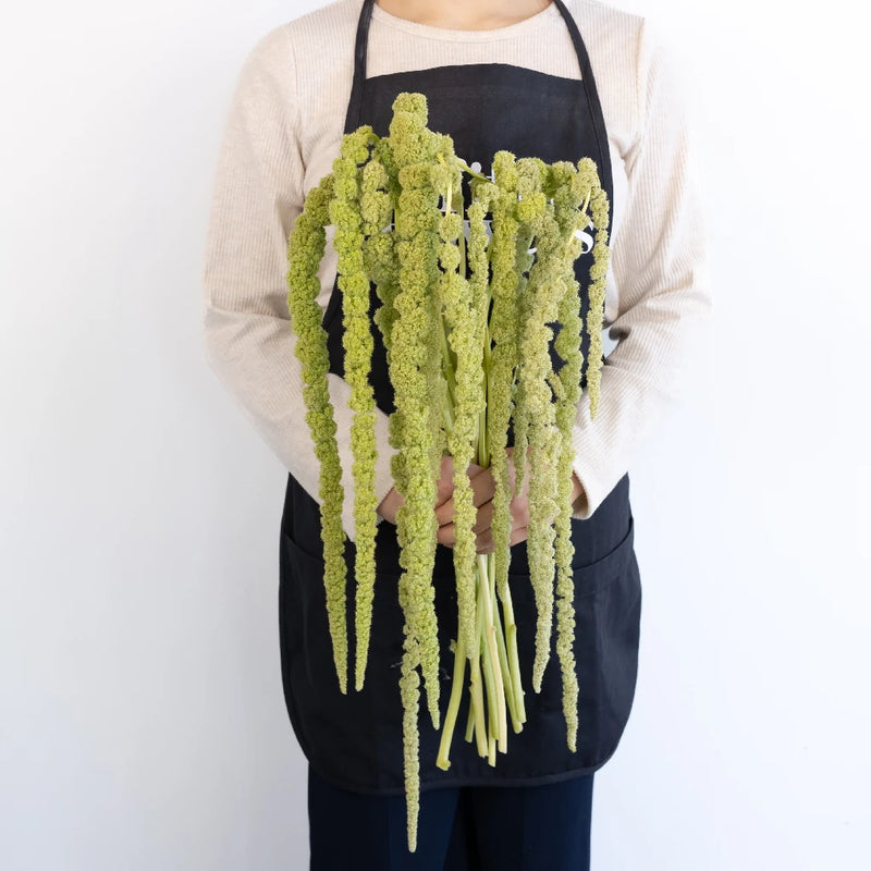 Green Hanging Amaranthus Bulk Fall Greens Apron - Image