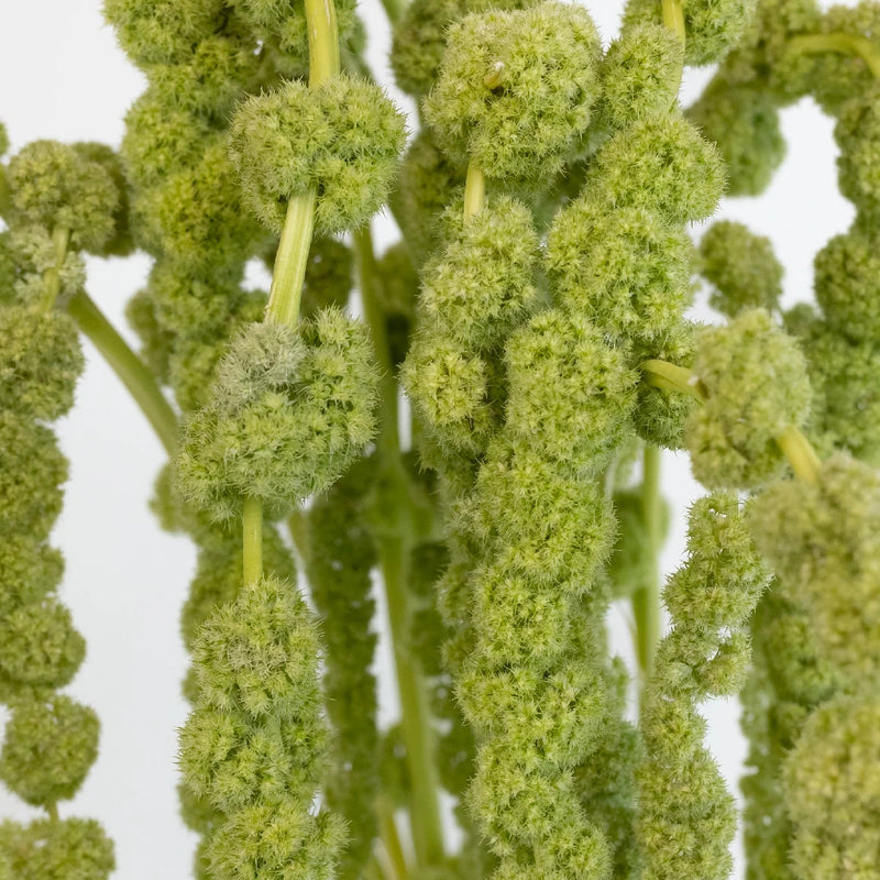 hanging amaranthus plant Buy Wholesale Green Hanging Amaranthus Bulk Fall Greens in Bulk
