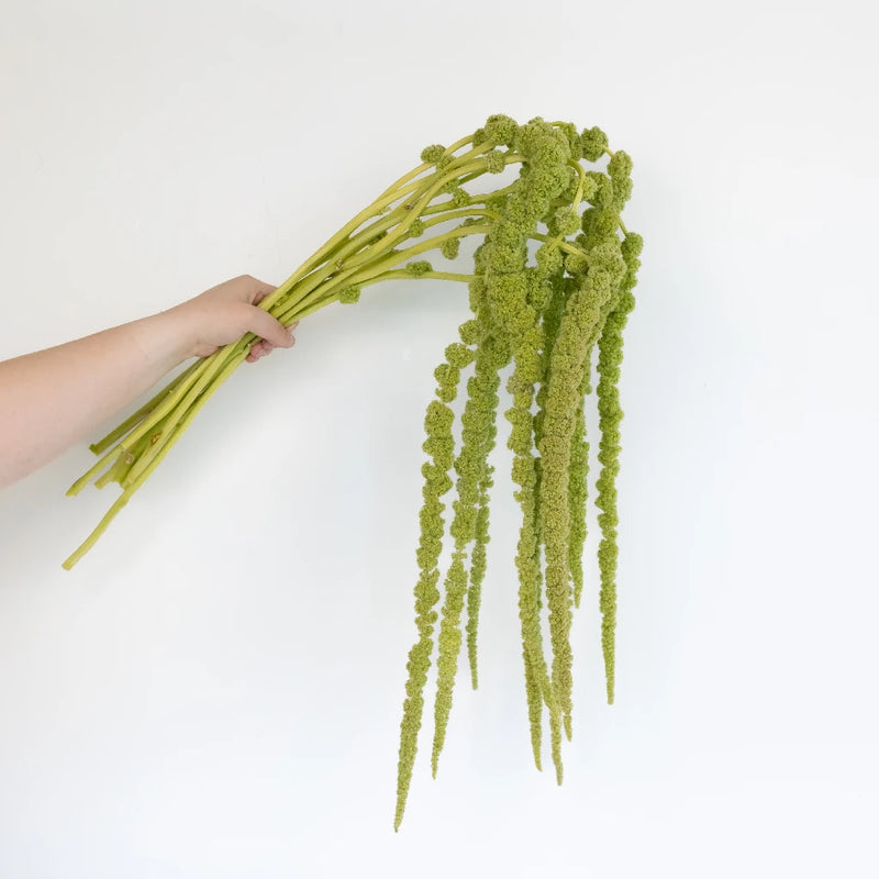 Green Hanging Amaranthus Bulk Fall Greens Stem - Image