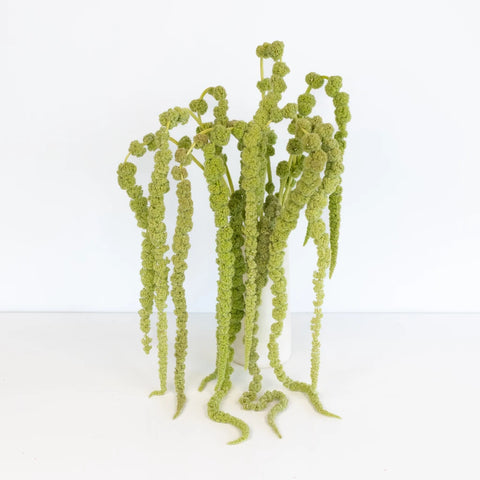 Green Hanging Amaranthus Bulk Fall Greens Vase - Image