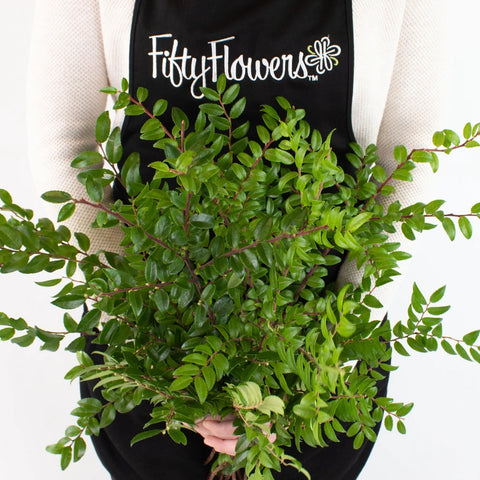 Green Huckleberry Greenery Bunch in Hand