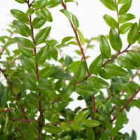 Green Huckleberry Greenery Up Close