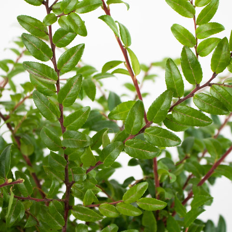Green Huckleberry Greenery Up Close