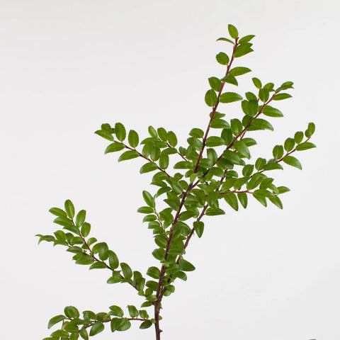 Green Huckleberry Greenery Stem