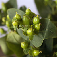 Green hypericum berry DIY wedding flowers