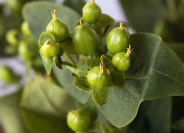 Green hypericum berry DIY wedding flowers