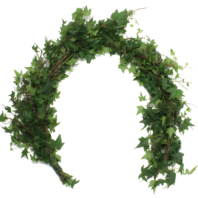 Green Ivy Budget Fresh Cut Garland