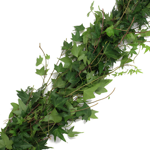 Green Ivy Budget Fresh Cut Garland