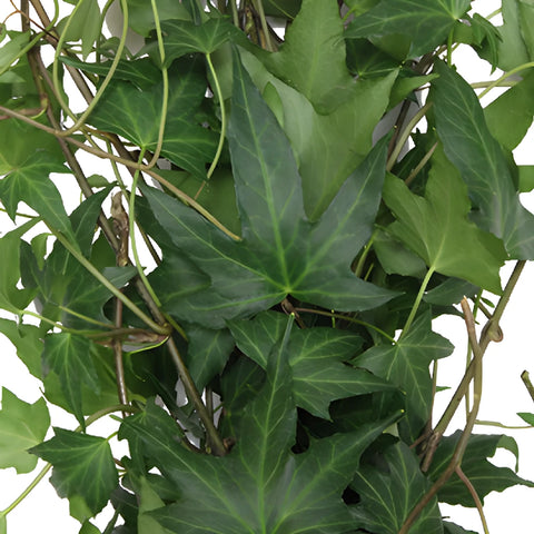 Green Ivy Budget Fresh Cut Garland
