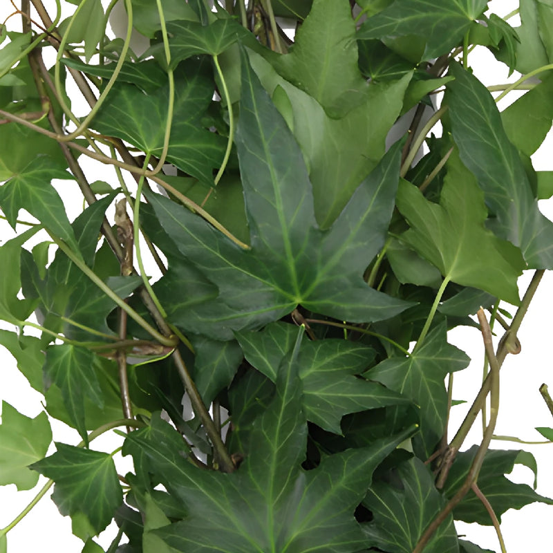 Green Ivy Budget Fresh Cut Garland