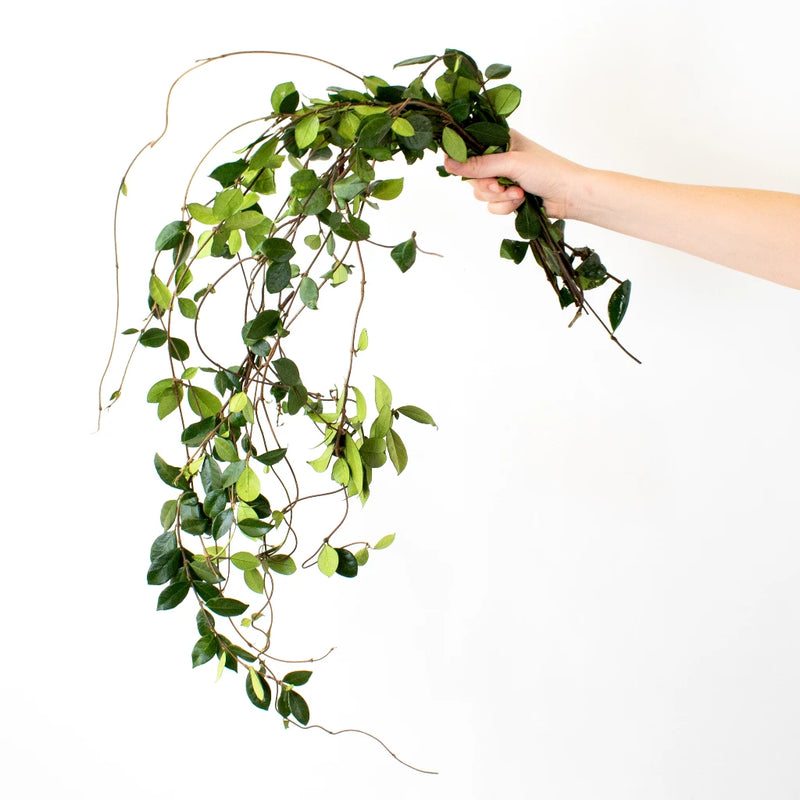 Green Jasmine Vine Greenery Bunch in Hand