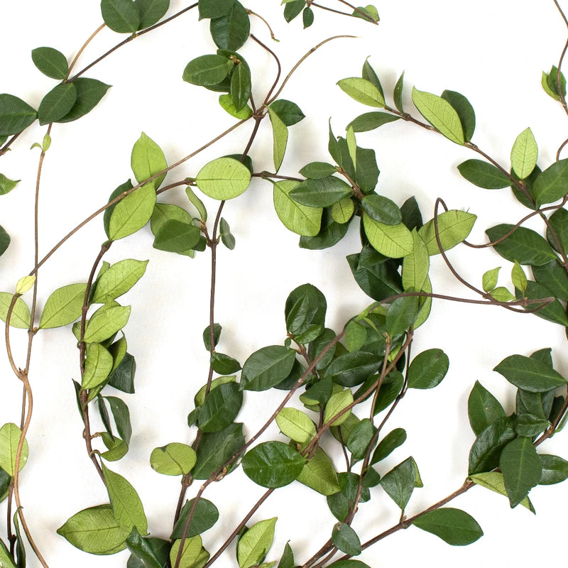 Green Jasmine Vine Greenery Flat Lay