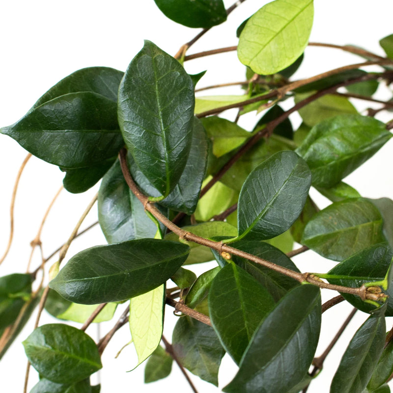 Green Jasmine Vine Greenery Up Close