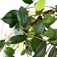 Green Jasmine Vine Greenery Up Close