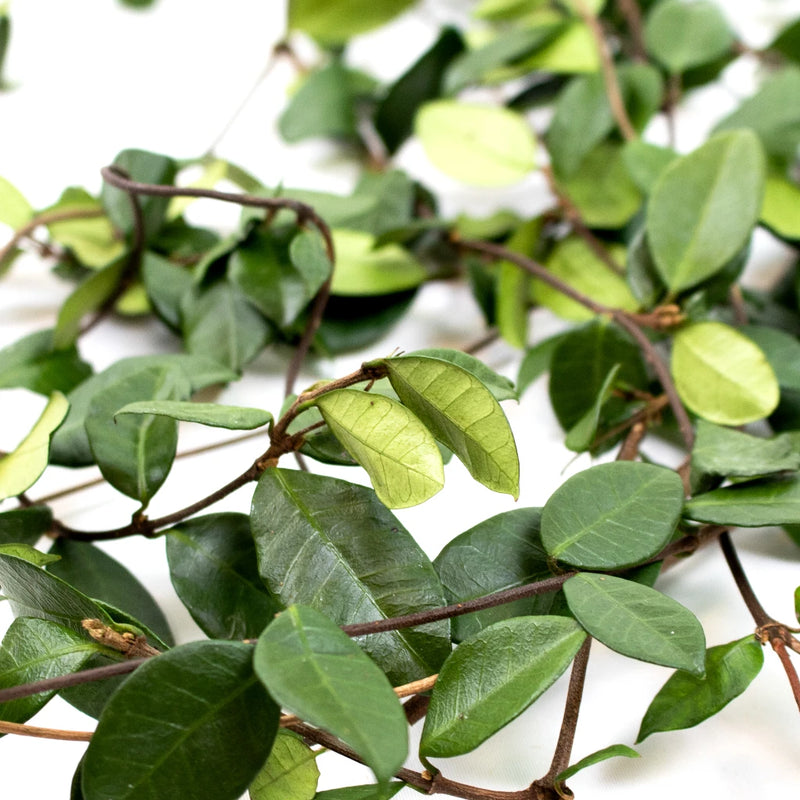 Green Jasmine Vine Greenery Flat Lay