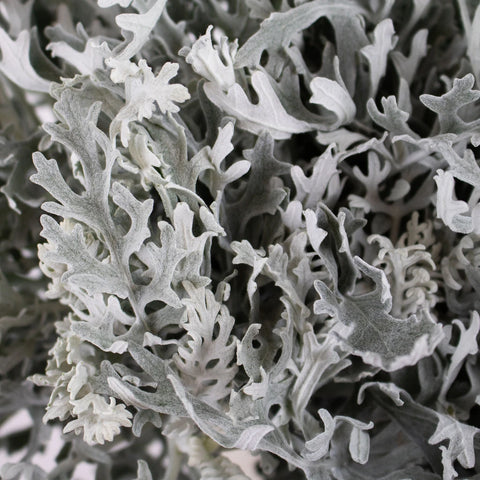 Green Lacy Leaf Greenery Up Close