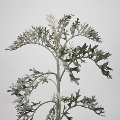 Green Lacy Leaf Greenery Stem