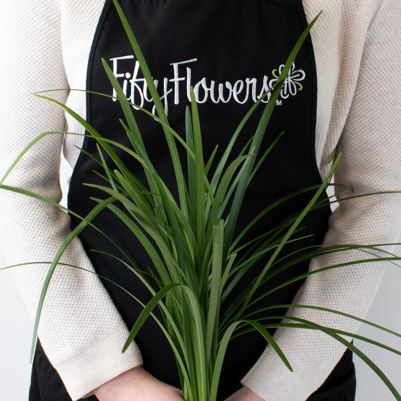 Green Lily Grass Greenery Bunch in Hand