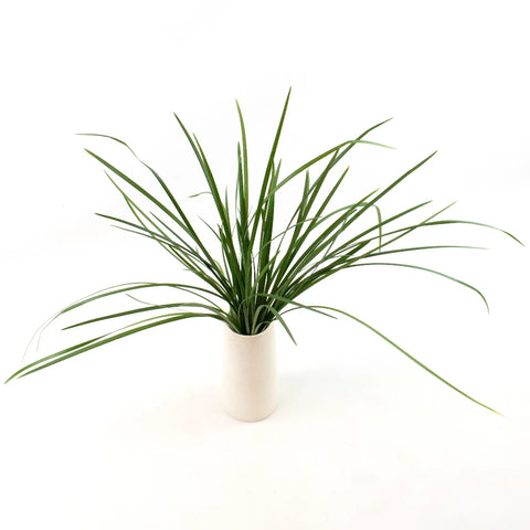 Green Lily Grass Greenery Bunch in Vase