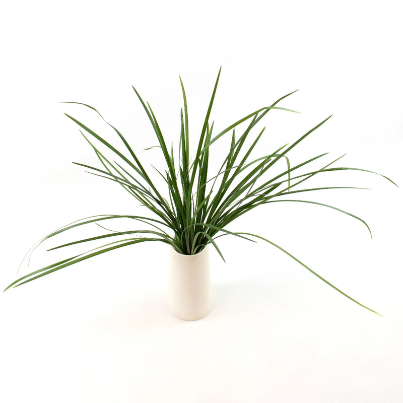 Green Lily Grass Greenery Bunch in Vase