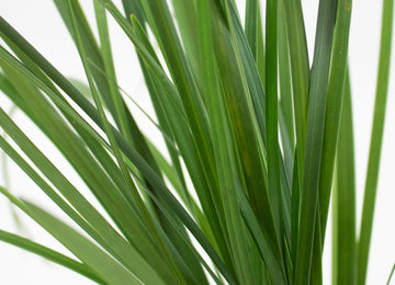 Fresh cut lily grass greenery sold near me for delivery