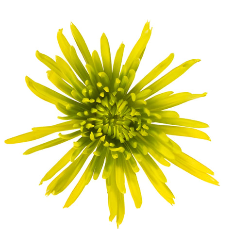 Vintage Moss Green Airbrushed Spider Mum Flowers