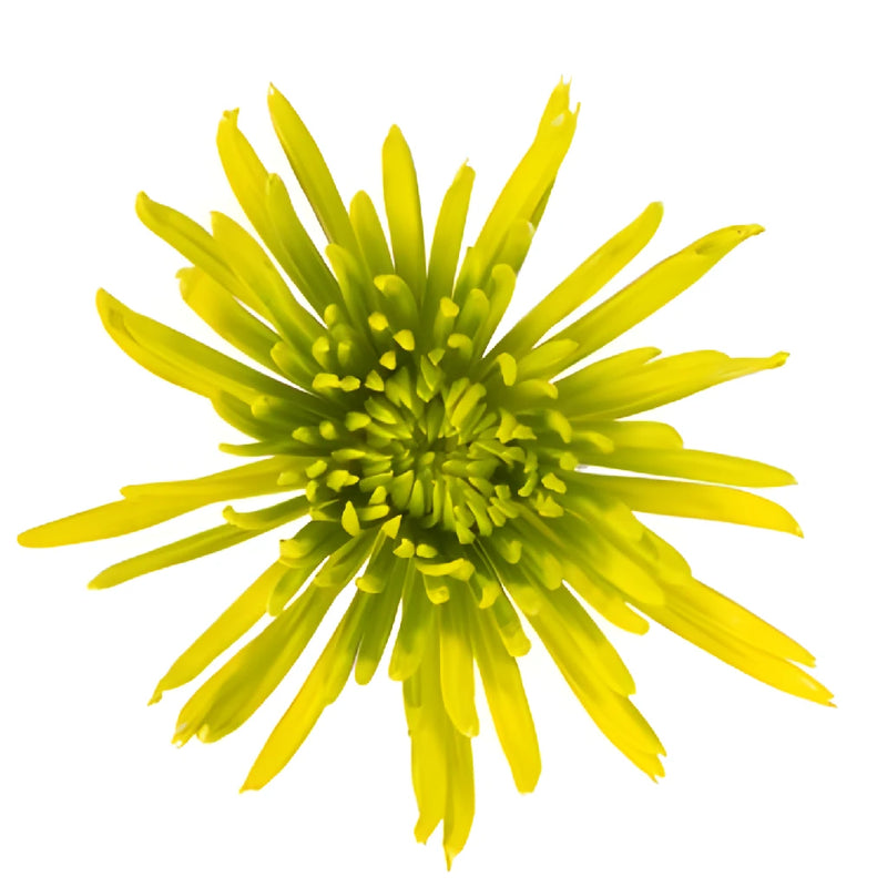 Vintage Moss Green Airbrushed Spider Mum Flowers