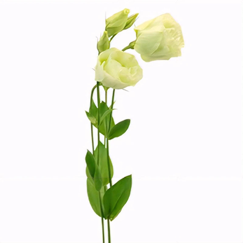 Green Lisianthus Bulk Wedding Flower Stem - Image