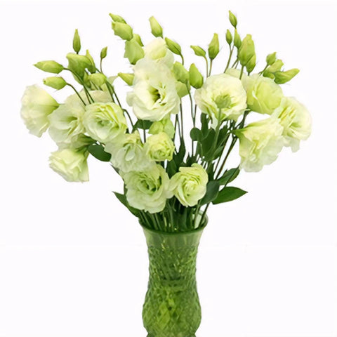 Green Lisianthus Bulk Wedding Flower Vase - Image