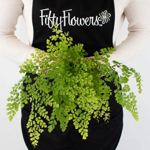 Green Maiden Hair Fern Greenery Bunch in Hand