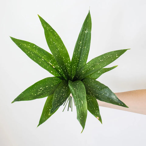 Green Milkyway Aspidistra Greenery Bunch in Hand