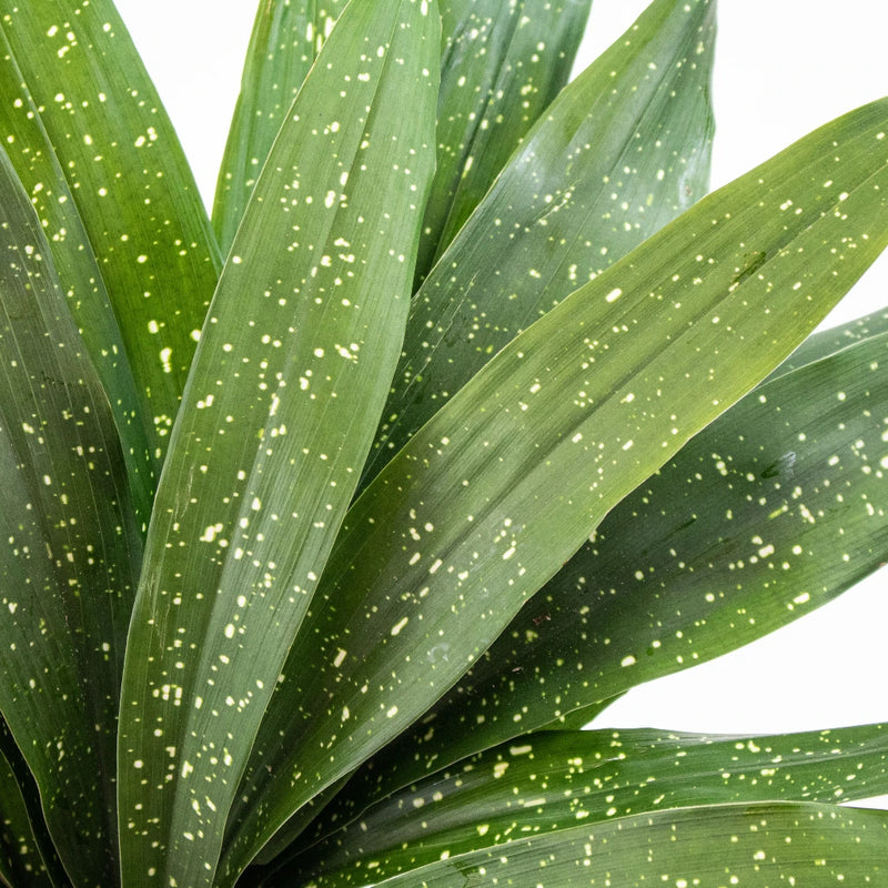 Green Milkyway Aspidistra Greenery Up Close