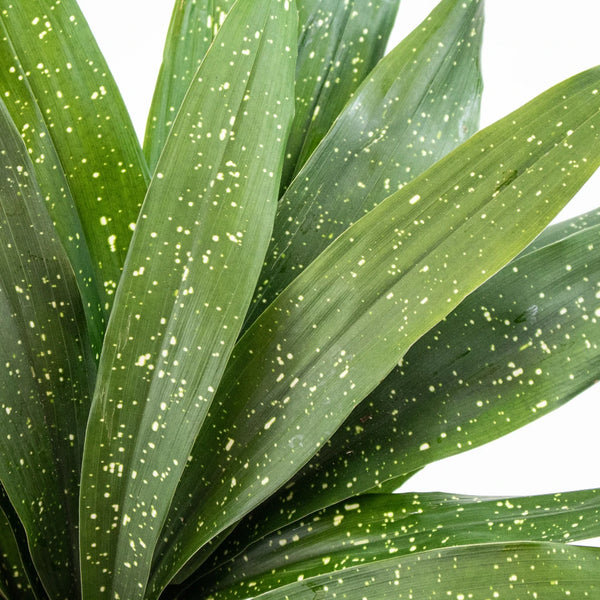 Buy Wholesale Milkyway Aspidistra Greens in Bulk - FiftyFlowers