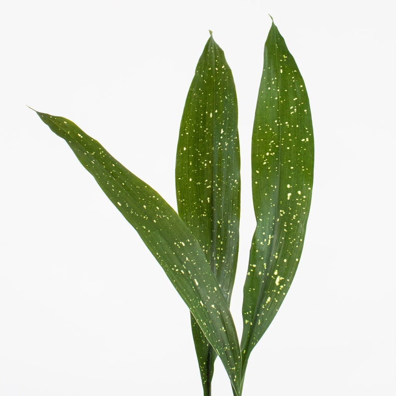 Buy Wholesale Milkyway Aspidistra Greens in Bulk