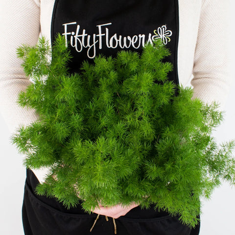 Green Ming Fern Greenery Bunch in Hand