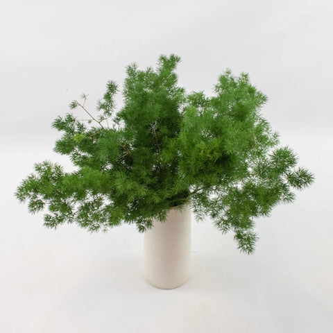 Green Ming Fern Greenery Bunch in Vase
