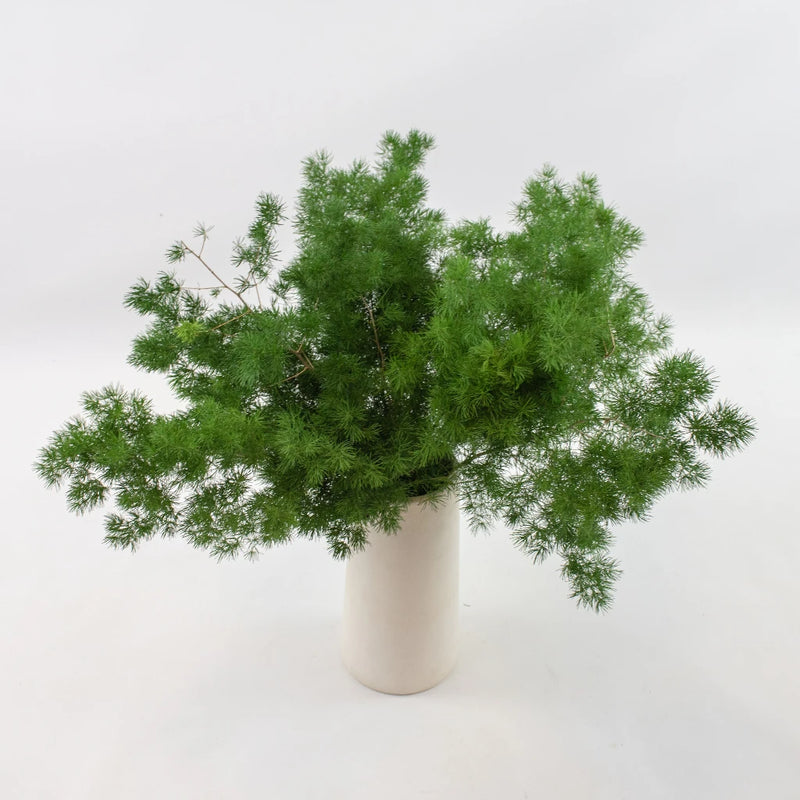 Green Ming Fern Greenery Bunch in Vase