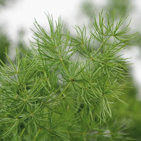 Green Ming Fern Greenery Up Close