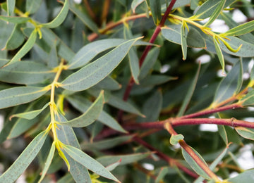 Green Parvifolia Eucalyptus Greenery Up Close