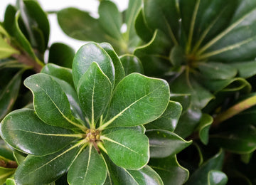 Green Pittosporum Greenery Up Close