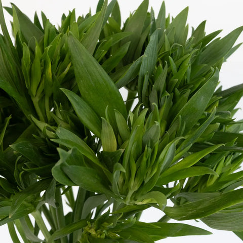 Green Planet Alstromelia Flowers Stem - Image