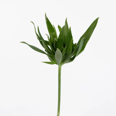 Green Planet Alstromelia Flowers Stem - Image