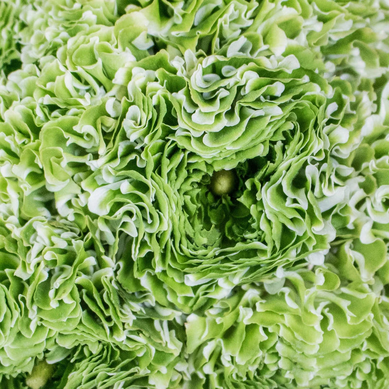 Green Pon Pon Ranunculus Flowers Up Close