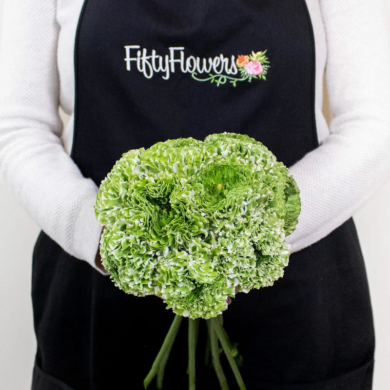 Green Pon Pon Ranunculus Flowers in Hand